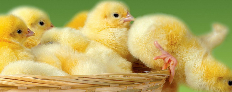 孵化小鸡的最佳温湿度，怎么判断小鸡多少天了