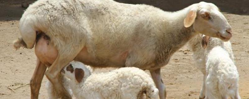 怎么判断羊有没有生完，生之前有什么症状