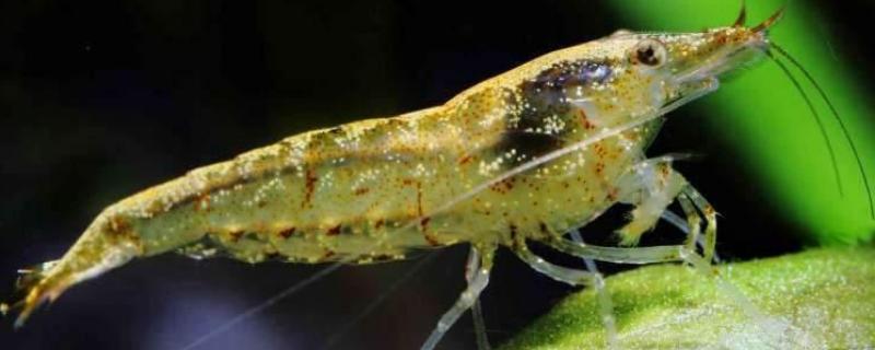 黑壳虾能养活吗 黑壳虾寿命，容易养吗