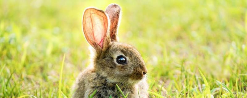 冬天野兔活动范围多大 野兔冬季活动规律，一般到哪里去