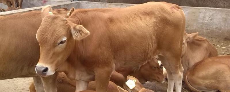 牛的毛重与肉的比例算法 牛的毛重计算方法，牛出肉率是多少