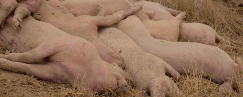 死猪如何处理，死猪肉的特征是什么 死猪猪肉图片