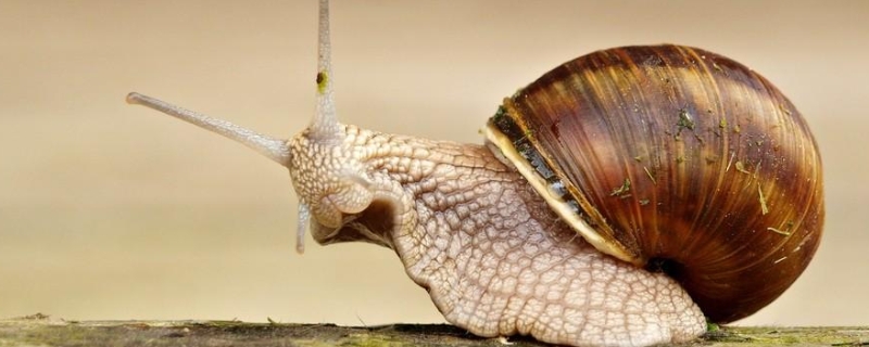养蜗牛要准备哪些东西，蜗牛的种类有哪些