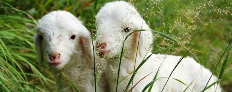 刚出生的小羊嗓子呼噜，刚出生的小羊不吃奶怎么回事