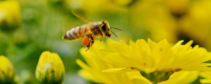 采水蜂跟踪法，采水蜂出现时间 跟踪采水蜂方向视频