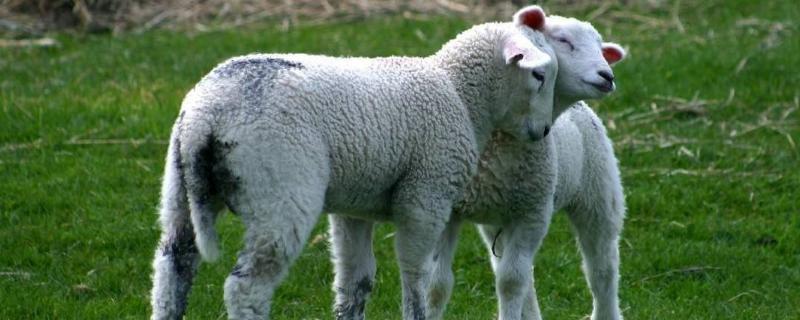 羊下不下来小羊羔子怎么办，小羊羔生下来,站不起来是什么原因