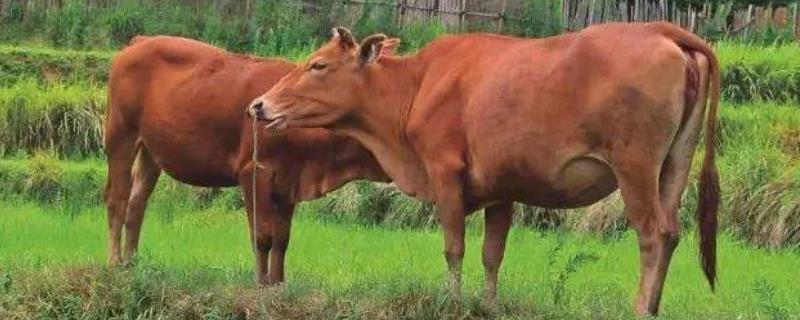 牛吃土缺啥微量元素,牛吃铁的症状有哪些 牛吃土缺啥微量元素，牛吃铁的症状