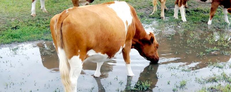 酒糟养牛的正确喂法，附饲料配方 酒糟养牛的方法和配方