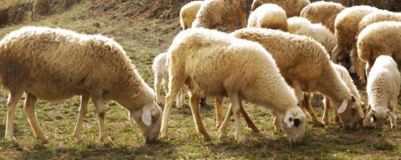 羊通常免疫什么疫苗 羊免疫程序表，春季羊打什么疫苗
