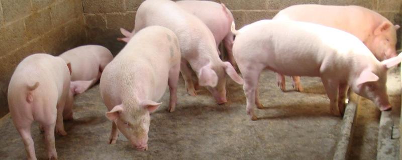 猪体脂率，猪低温急救法 猪体温降低治疗方法
