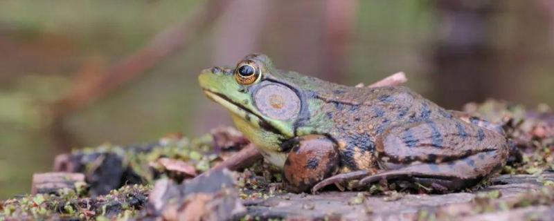 牛蛙长什么样,牛蛙喜欢吃什么食物 牛蛙长什么样，牛蛙喜欢吃什么