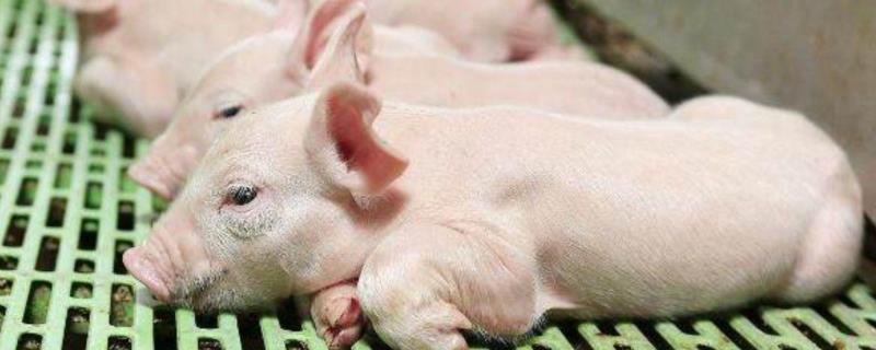 猪胎衣下来还有小猪吗，一般小猪多久不用开保温灯