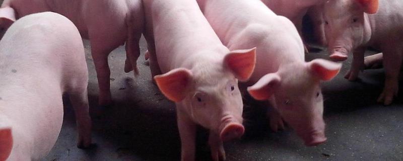 奶粉喂小猪成活率多高，酒糟可以喂猪吗