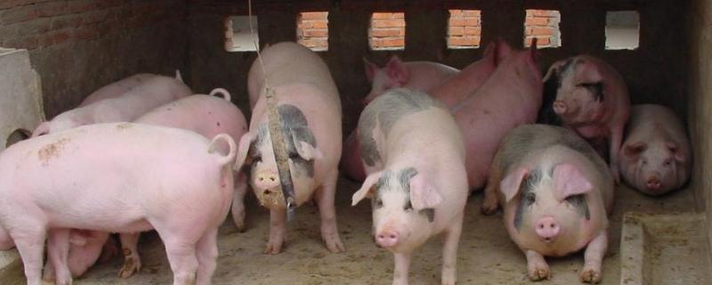 猪难产怎么解决，是什么原因导致的 猪难产怎么解决,是什么原因导致的呢
