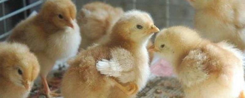 小鸡饲养注意事项，如何喂养 养小鸡怎么喂食