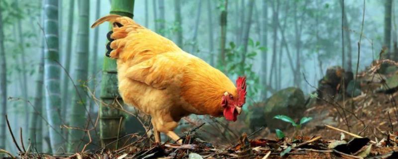 鸡食囊胀不消化怎么治土方法，可以用什么药物治疗