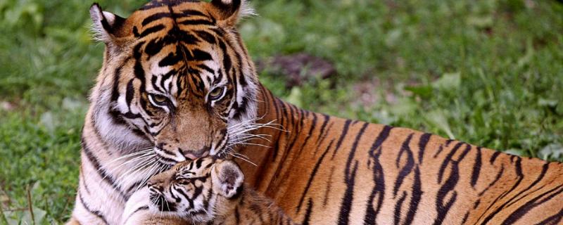 老虎的繁殖，繁殖能力强吗 老虎的生长繁殖