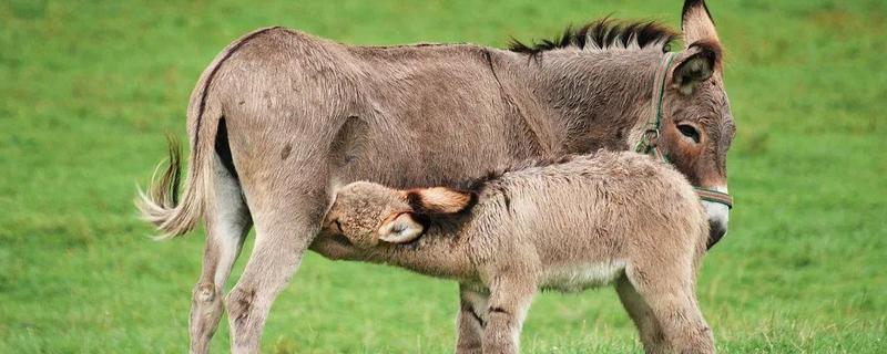 肉驴一般养殖几个月出栏 肉驴养殖周期多长，附肉驴养殖技术