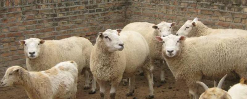豆腐渣养羊正确处理方法 养羊的技术方法，豆腐渣养羊配方