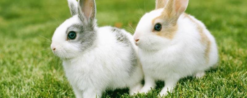 养兔口诀，养兔的方法和技巧 养兔的秘诀