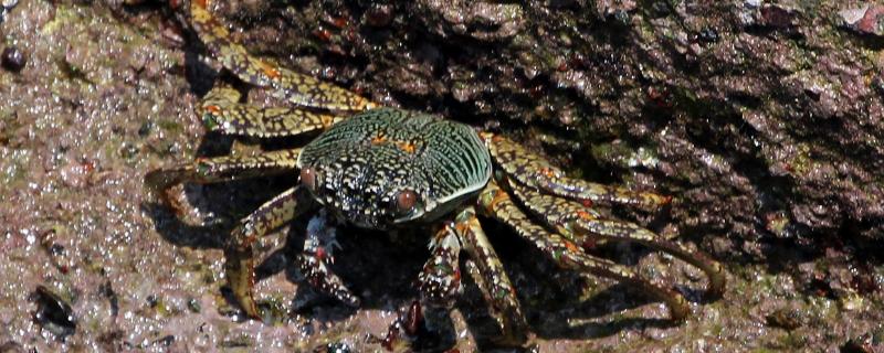 野生螃蟹怎么养活，下塘要注意什么 野生螃蟹怎么样