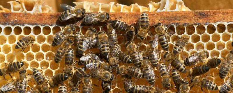 蜜蜂箱内治棉虫的药，冲群怎么处理 怎样防治蜜蜂棉虫药