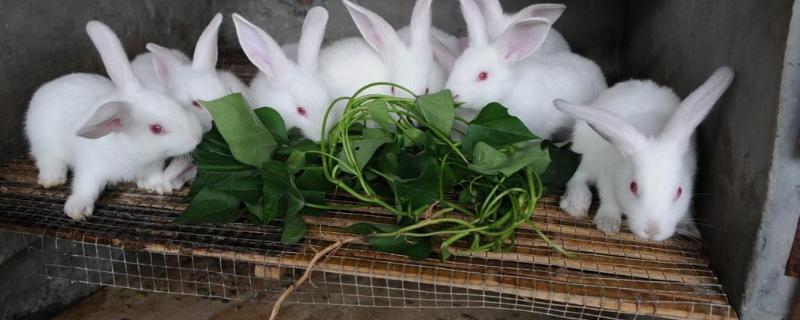 家兔的养殖与注意事项 兔子家养注意事项