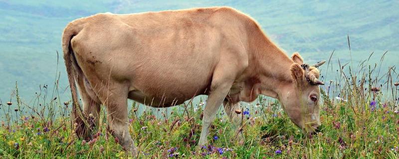 牛吃塑料袋多久没事就没事了，牛真正的胃称做什么