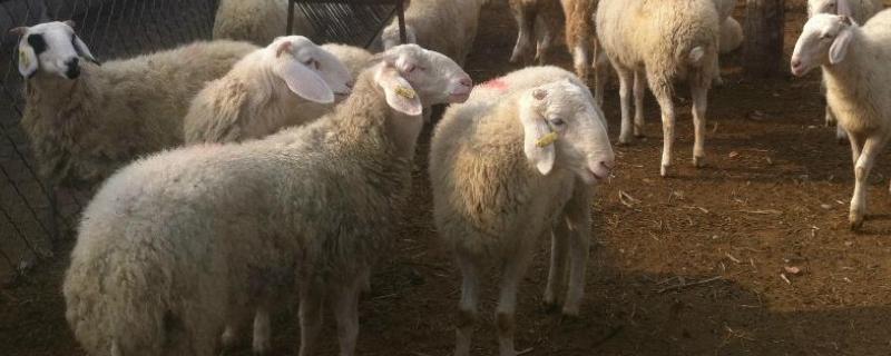 5O斤的公羊能配种吗，怎样骟公羊 50公斤羊能出多少斤肉