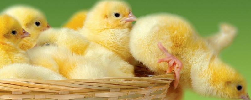 小鸡能洗澡不，晚上一直叫是为什么 小鸡可以洗澡