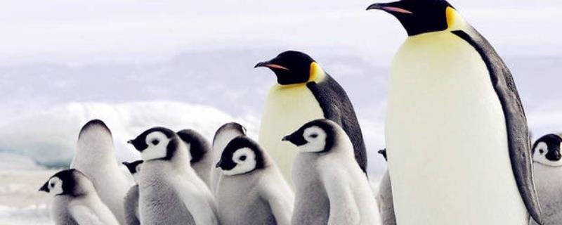 为什么帝企鹅在冬天繁殖，附繁殖特点