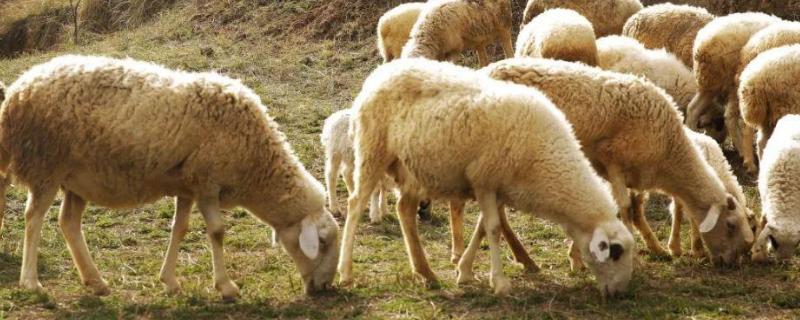 羊吃羊毛是什么原因，怎么治疗 羊吃毛是什么原因,快看看你家的羊有这样的现象吗