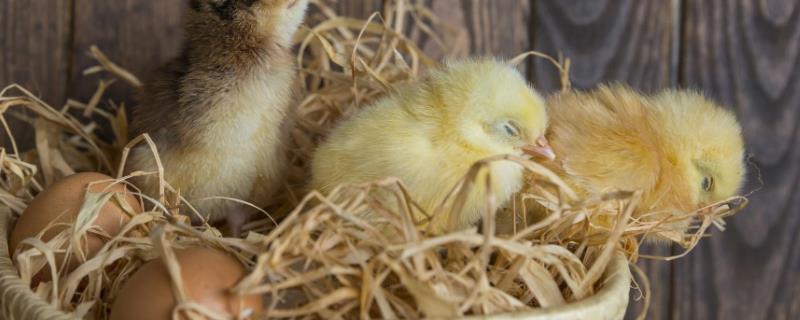 小鸡孵化多少天出壳，母鸡孵蛋不能离开多久
