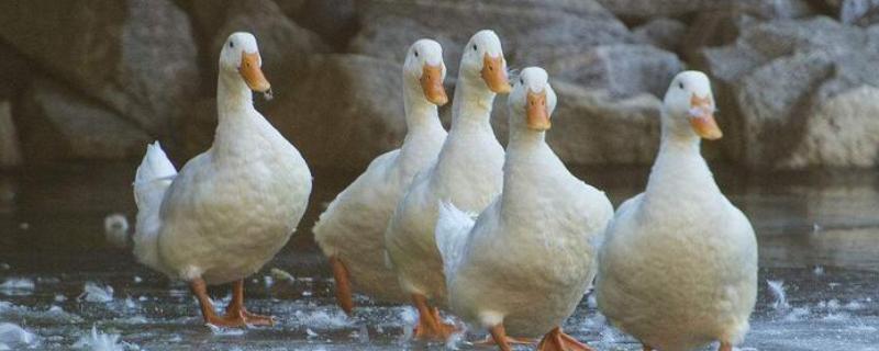 秋沙鸭的种类 鸭品种，秋沙鸭有几种