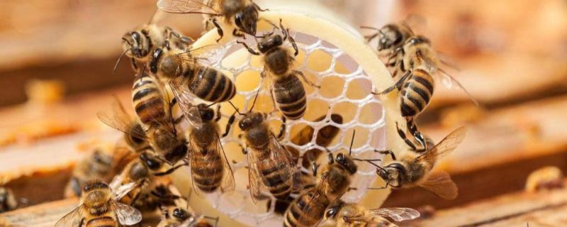蜜蜂几月份开始分蜂，怎样快速春繁 蜜蜂那几个月分蜂