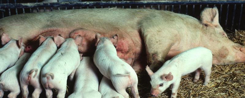 猪从配种到生产几个月，母猪静立后几小时配种