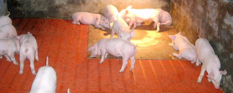 猪的耐寒能力，冬天如何取暖 猪在冬季如何保暖