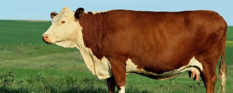 为什么养肉牛不建议养水牛，改良黄牛一年能长多少斤
