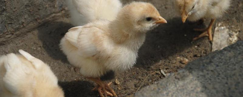 怎么孵化小鸡，小鸡是怎么孵化的 怎么孵化小鸡,小鸡是怎么孵化的呢