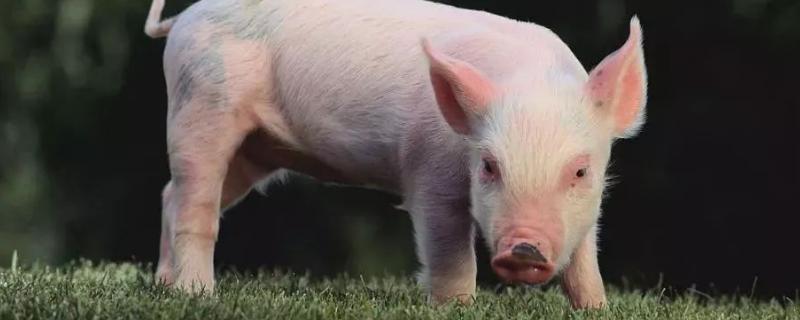 60斤猪喂多少料合适，附猪喂料比例 60斤猪每天吃多少饲料