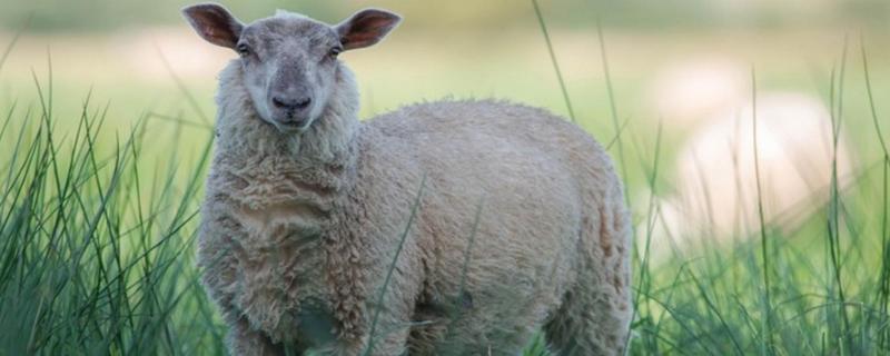 绵羊品种有哪些，羊配种是怎么配 绵羊配种成功的表现
