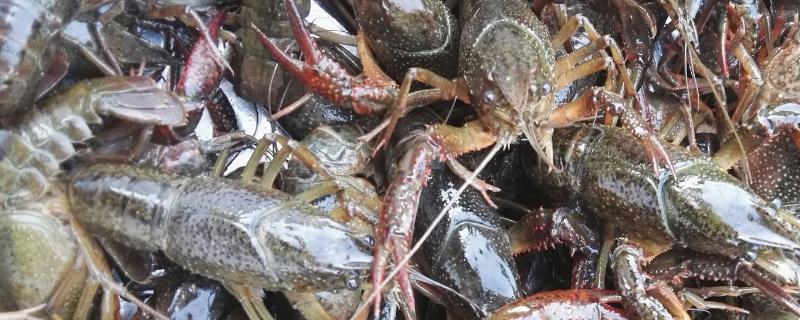 龙虾规格怎么划分，养多久可以上市 龙虾的规格是什么意思