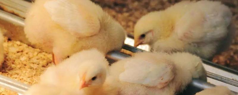 幼鸡怎么区分公鸡母鸡，如何保暖 小鸡不好分辨公鸡与母鸡?教你3招,母鸡一挑一个准!