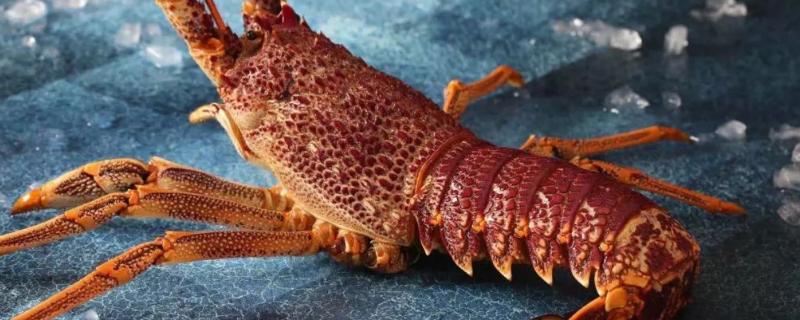 澳洲龙虾养殖条件,可以淡水养殖吗为什么 澳洲龙虾养殖条件，可以淡水养殖吗