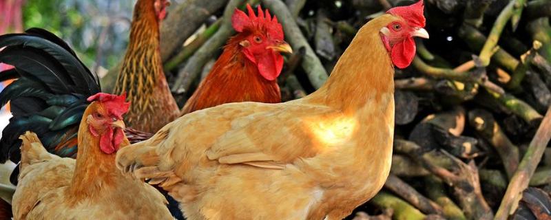 鸡油发白是土鸡吗，土鸡和饲料鸡有什么区别