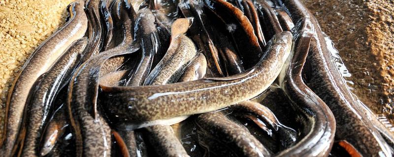 淡水鳗鱼养殖条件，养殖周期是多久 淡水鳗鱼养殖大全