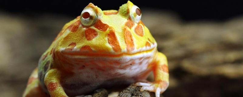 角蛙寿命，怎么养殖 角蛙能活几年?