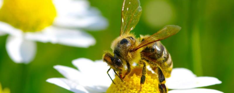 怎么养蜂，新手第一次怎么收蜂 开始养蜂,怎样收蜂种