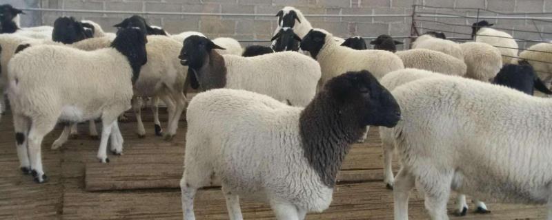 杜泊羊哪里有售，怎样辨别是纯种的（杜泊羊哪里有售,怎样辨别是纯种的品种）