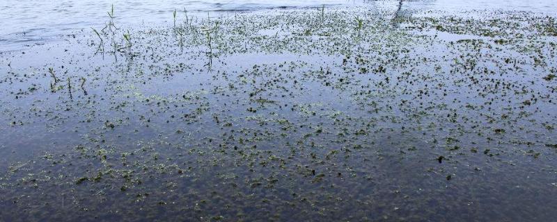 虾塘怎样用磷肥肥水，用量多少合适（虾塘磷肥过量有什么害处）